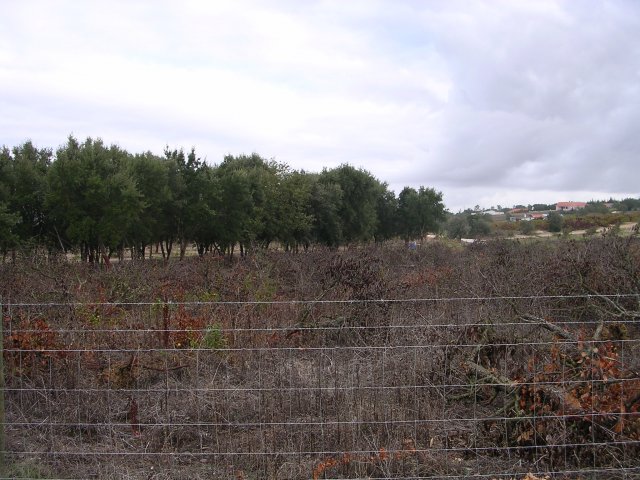 20041010_2199