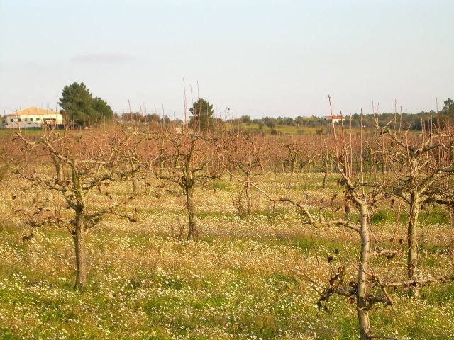 20061229_0042