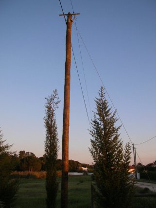 20090331_4094