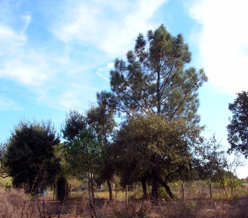 Pinhal_2007-10-28_2849