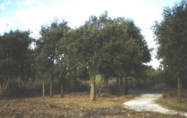 Passeio_2000-08-19_0026