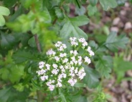 Crataegus
