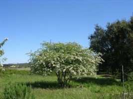 Crataegus monogyna