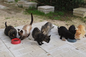 Gatos do tremontelo (2012-12-05)