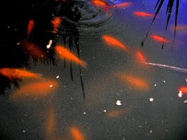 Peixes do lago